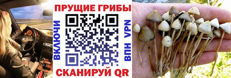 купить наркотик  Саки  Псилоцибиновые грибы GOLDEN TEACHER 